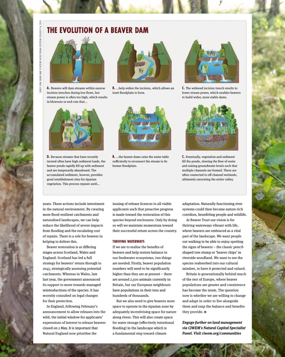 BeaverTrust's tweet image. This year marked a pivotal shift in environmental policy: wild-living beavers are now officially allowed to return to English waterways.
@evabishop & Jess Chappell dive into what it means for nature, people & climate resilience - featured in @CIWEM’s summer magazine.