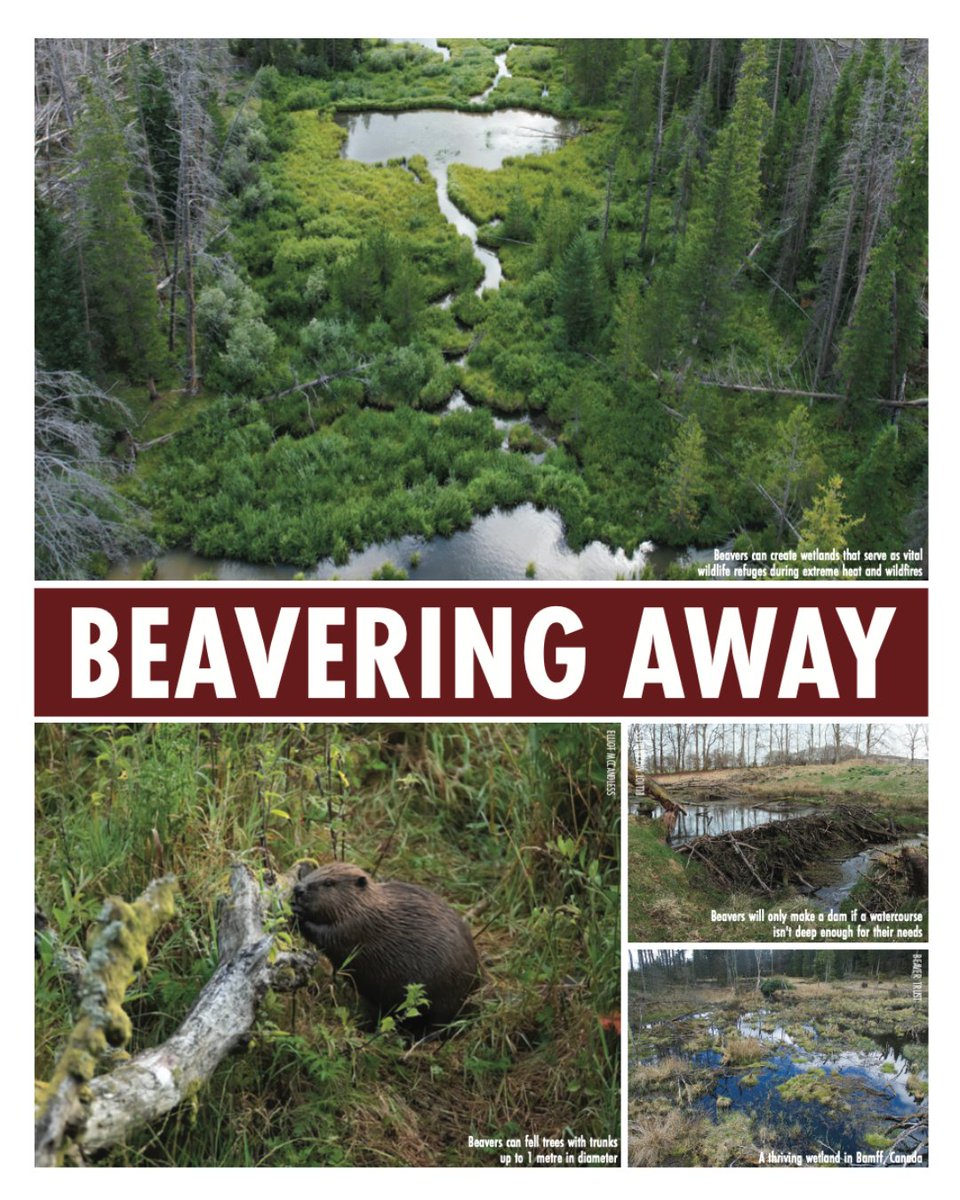 BeaverTrust's tweet image. This year marked a pivotal shift in environmental policy: wild-living beavers are now officially allowed to return to English waterways.
@evabishop & Jess Chappell dive into what it means for nature, people & climate resilience - featured in @CIWEM’s summer magazine.