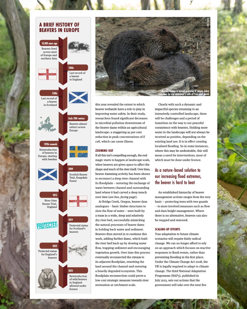 BeaverTrust's tweet image. This year marked a pivotal shift in environmental policy: wild-living beavers are now officially allowed to return to English waterways.
@evabishop & Jess Chappell dive into what it means for nature, people & climate resilience - featured in @CIWEM’s summer magazine.