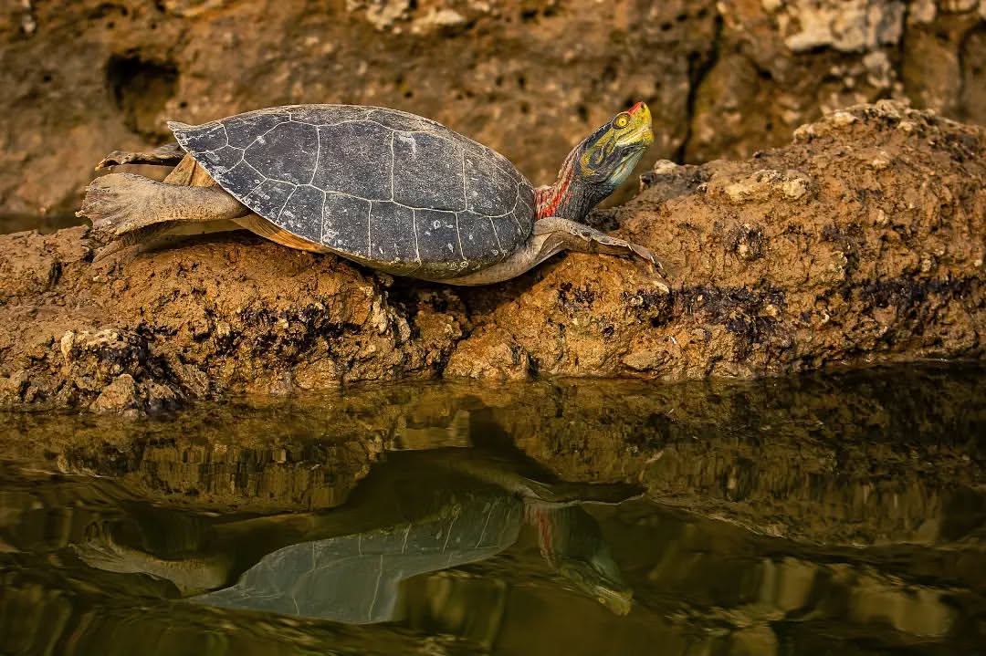 #Repost • A Red-crowned roofed turtle (Batagur kachuga) photographed by Dario Nessi

#TurtleConservation #FreshwaterTurtle #WildlifeOfAsia #EndangeredSpecies #WildlifeOfIndia #WildlifeIndia #Wildlife #WildlifeConservation #WildlifePhotography