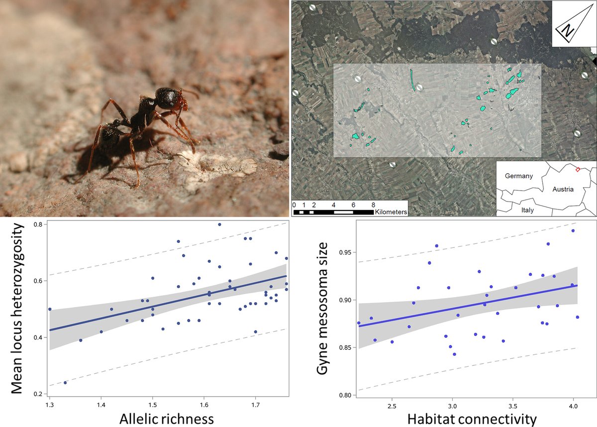 🥳🥳🥳🐜🐜🐜New paper out!

Genetic and phenotypic responses to #HabitatFragmentation in a European #HarvesterAnt

doi.org/10.1111/icad.1…

#ConservationGenetics #MessorStructor #FluctuatingAsymmetry #GyneSize #HabitatIsland #Inbreeding #Outbreeding