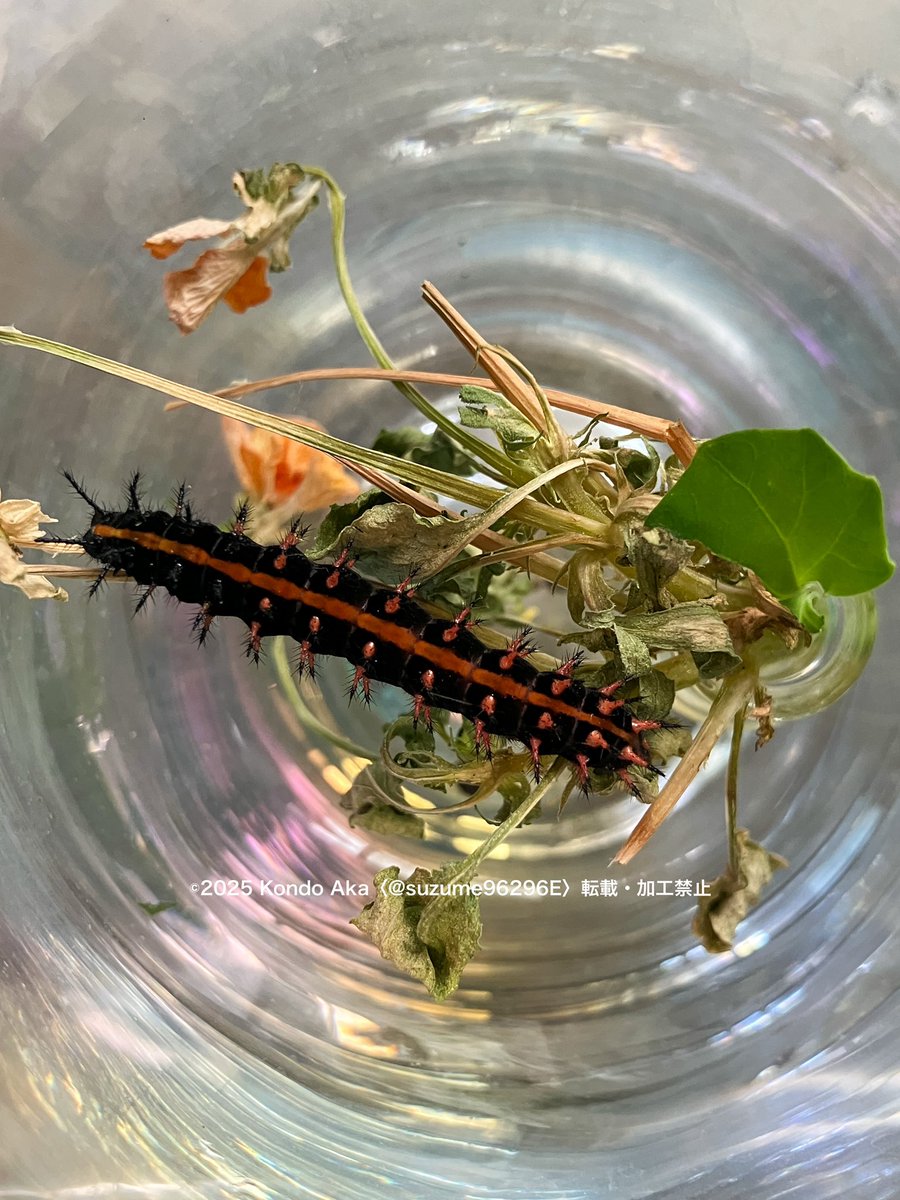 【イモムシ画像ご注意】

先日のレスキューからモリモリとパンダスミレを食べ、休んで、ウンチョスをし、なんだかムチっとしたかもしれないツマグロヒョウモンイモムー（イモムシ苦手な方ごめんなさい）

食べる時の本当にささやかな「ショリショリ」音が愛おしすぎる……無事チョウになって欲しい。