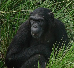 Forests: The Heart of Sustainable Tourism

Uganda’s forests are more than just green cover, they are hubs of ecotourism, biodiversity &amp; cultural heritage! From primate tracking in Budongo to birdwatching in Mabira, our CFRs offer unforgettable experiences while generating jobs.
