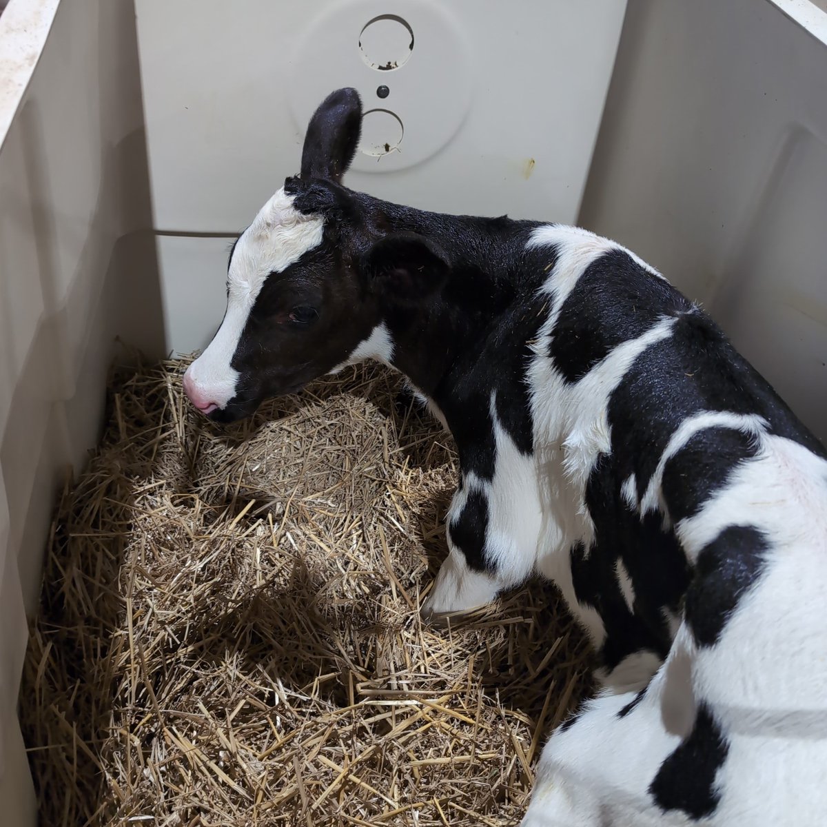 Erik Kennes🇨🇦🥛🐄 tweet media