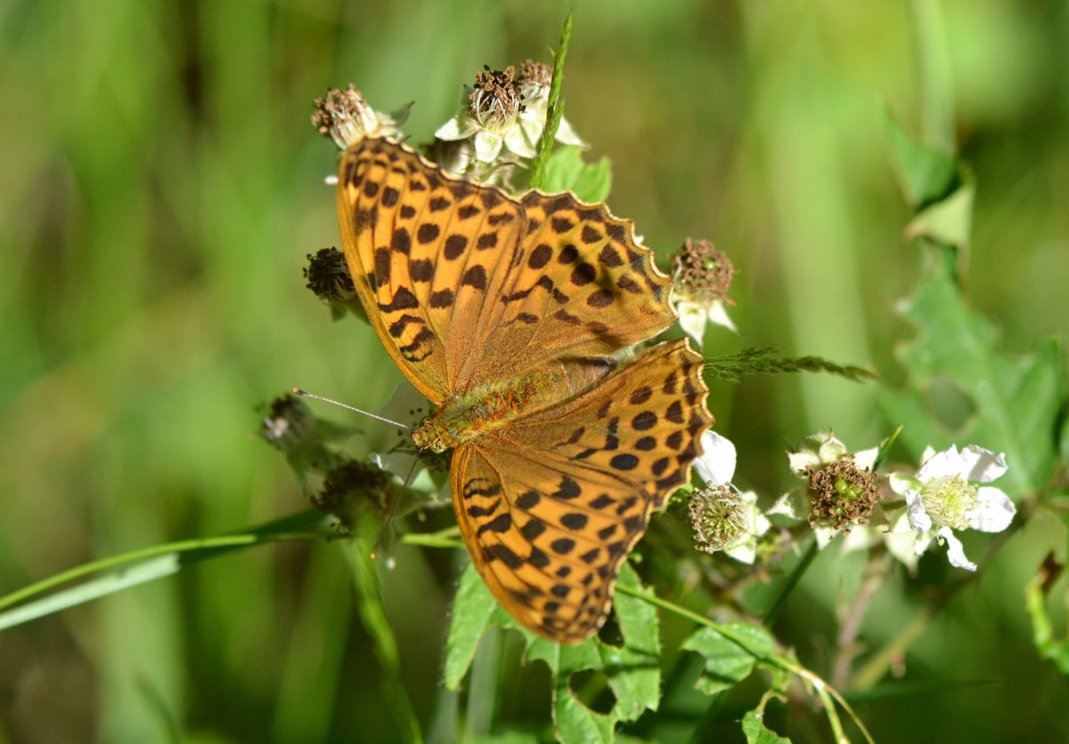 It's wonderful to see the return of the Silver-washed Fritillaries in my local wood.