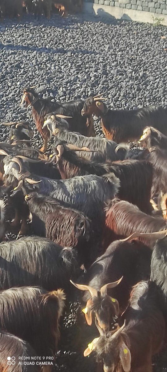 aitidenguanche's tweet image. Baño de cabras puerto de la cruz🐐🐐🐐🐐🐐🐐🐐
Día de san Juan 2.025...🔥☀️
Tradición ancestral 🌀