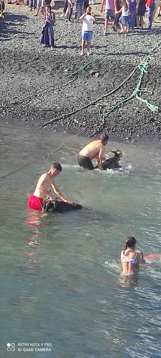aitidenguanche's tweet image. Baño de cabras puerto de la cruz🐐🐐🐐🐐🐐🐐🐐
Día de san Juan 2.025...🔥☀️
Tradición ancestral 🌀
