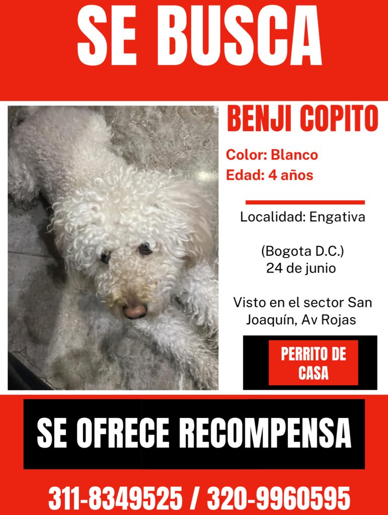 CamiloJaramill's tweet image. 🆘Su familia busca a Copito 🐶, desde el 24 de junio en Engativa, Bogotá, por favor compartamos 🙏
@MONYRODRIGUEZOF @PlataformaALTO @Marce_Tabares @piedrahitangela @DanielSamperO @HELIODOPTERO @coraimatorresd @patrulleroefra @laurarubiogu @darcyquinnr