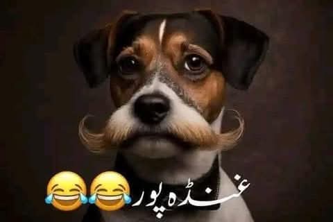 BilalktkJUI's tweet image. کتا 11 کروڑ کا بسکٹ کھالیں  اور کوئی پوچھ گچھ نہ کرے تو بتاؤ  یہ ملک کا نظام کیسے چلے گا  
کتے کو گنڈا پور کے ساتھ مشابہت اتفاق ہوگی 😀