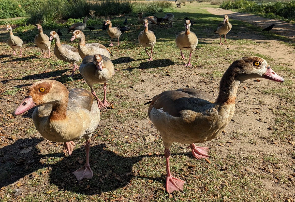 UofEBusiness's tweet photo. How do the behaviours of captive geese differ from those of wild ones?  Researchers @CrabExeter looked at the ‘time activity budgets’ of six goose species over 220 hours at two @WWTworldwide centres. 🧵 1/6 https://t.co/VObUYYmnrG