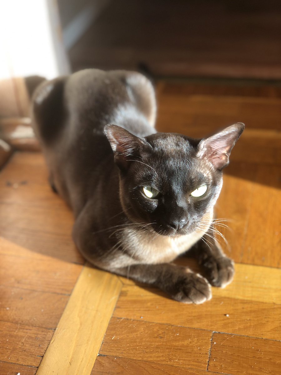 пані Мангуст 🇺🇦 tweet media