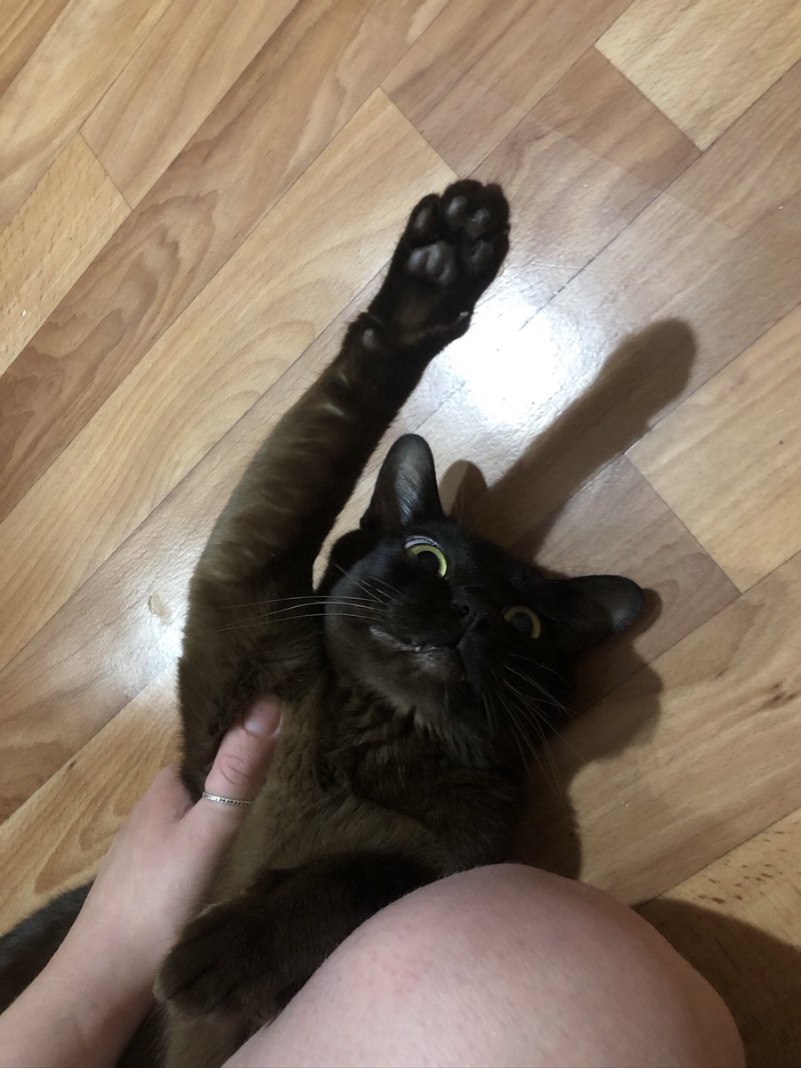 пані Мангуст 🇺🇦 tweet media