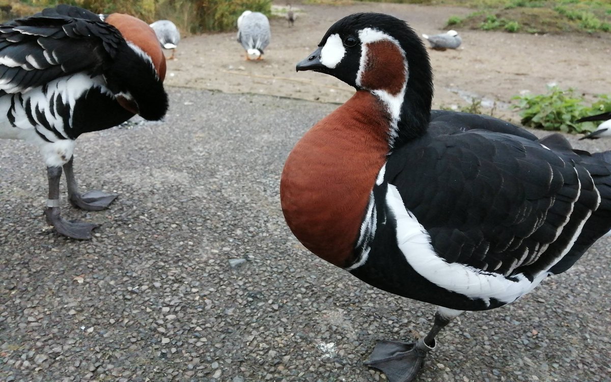 UofEBusiness's tweet photo. Negative ‘abnormal’ behaviours were very minimal in captive geese, suggesting management supports good welfare, while the birds still expressed healthy, goal-seeking behaviours such as grazing – which points to an enriched captive environment. 4/6 https://t.co/oiGl4hvkjd