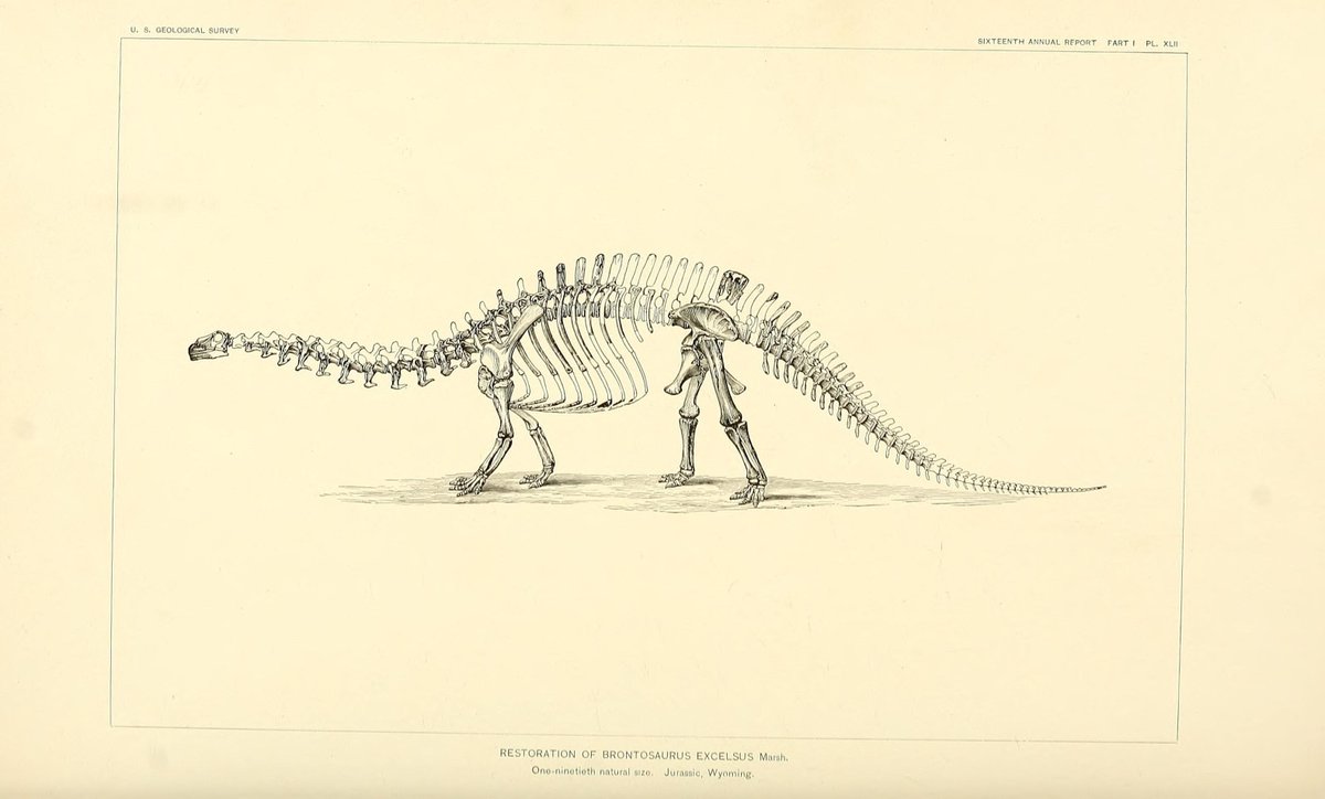 UniquePaleoart's tweet photo. Dinosaur skeletals from 1896 (The dinosaurs of North America, O.C. Marsh) https://t.co/cvrfK75yD0