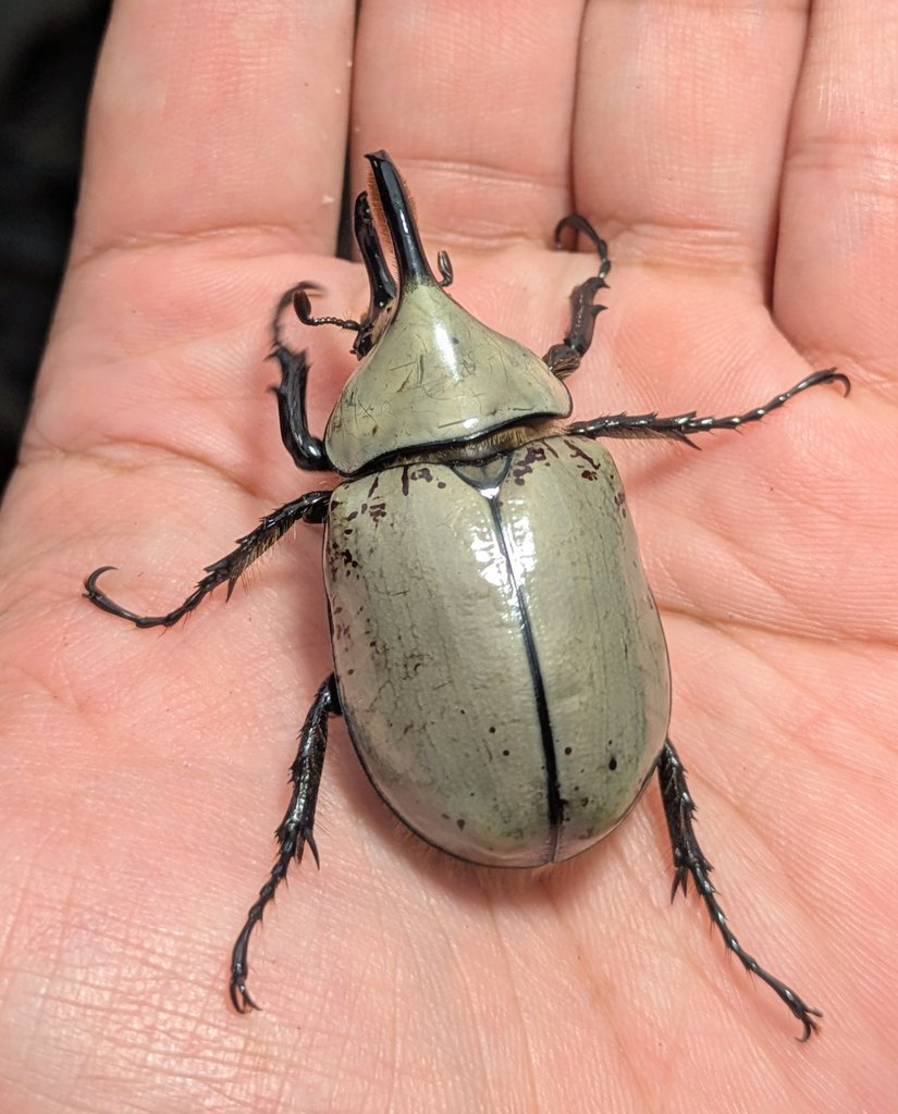 グラントシロカブト
お友達から頂きました
何世代か回して綺麗な無黒点にしたいっすな✨