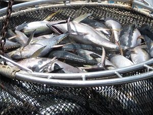 The Indian Ocean tuna trade is getting out of balance said industry experts. The low catch is normal for the season but the regional and global developments are impacting the prices of...zurl.co/2ju8I #IndianOcean #tunaprice #yellowfin