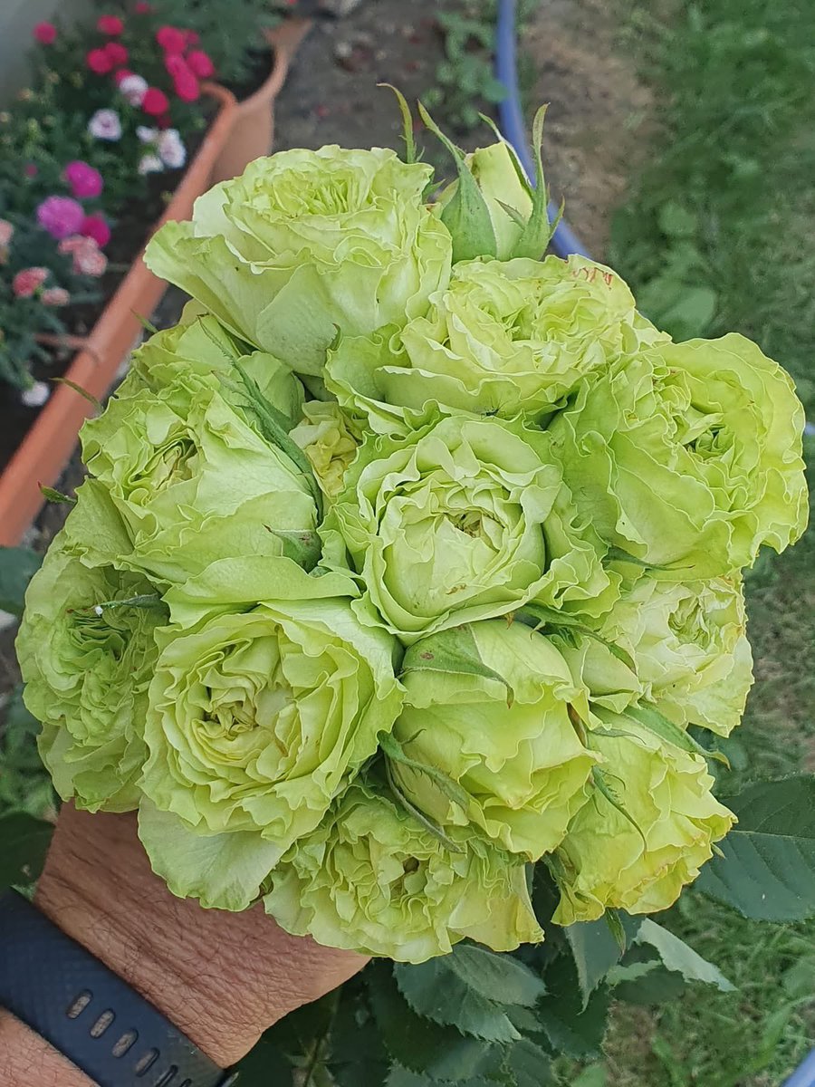 TheFlowerShow's tweet photo. Keep the secret 🤫 

There are some secret fields where rose are tried and tested. 
And guess who got in ? 🤭

And a trend is developing . True green roses.

More pictures below 👇 https://t.co/c17Ky6mG3w