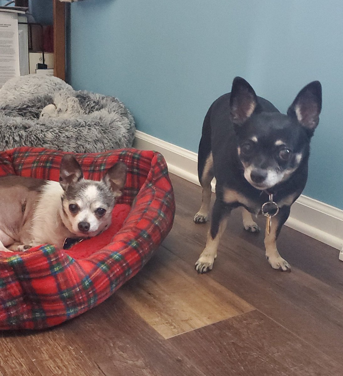 It's Tiki Tuesday! Tiki loved Reo, even though he took over her bed 🥰#dogsoftwitter #TikiMyHeart #ForeverLoved