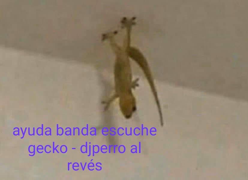 DJ Perro tweet media