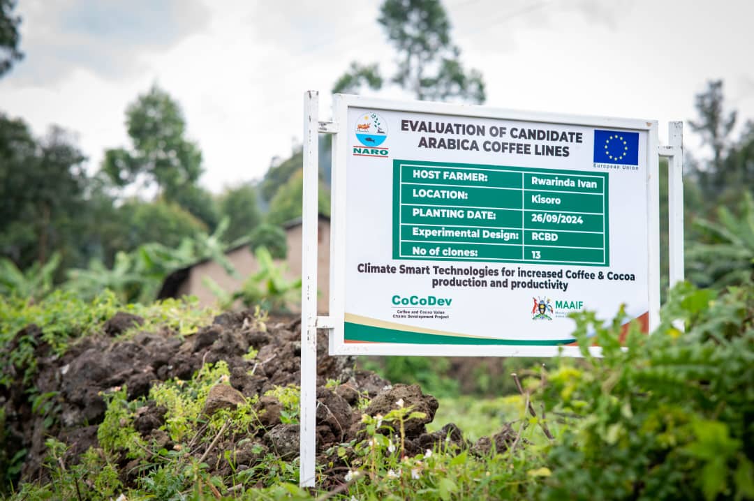 CoCoDEV Project Highlights:
Thank you <a href="/bukeddetv/">Bukedde TV</a> <a href="/bukeddeonline/">Bukedde</a> for hosting <a href="/narouganda/">NARO Uganda</a> coffee experts to shape the discourse on quality coffee planting materials for better yields &amp; household incomes.#ClimateSmartTechnologies