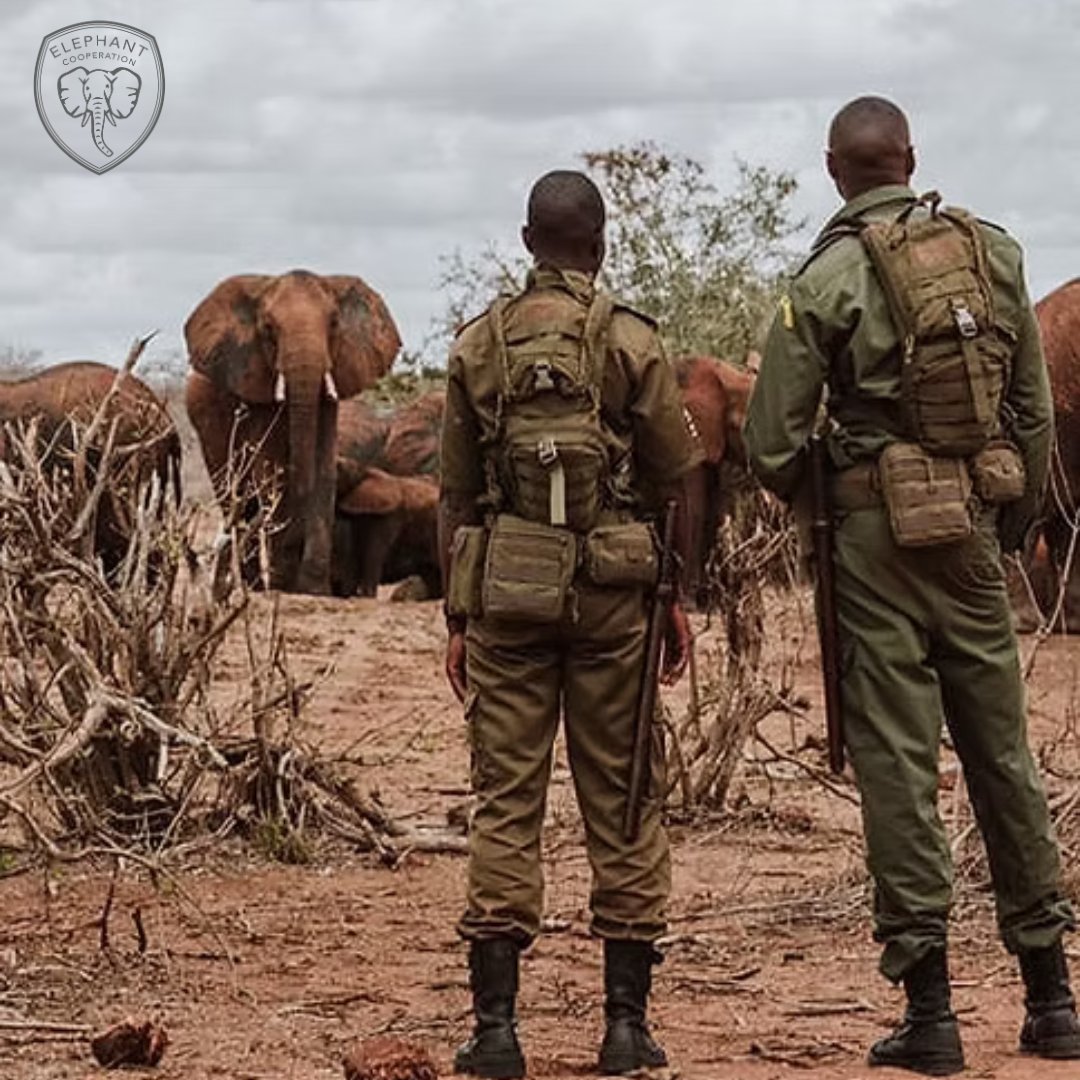 ElephantCoop's tweet image. 🛡️ Behind every protected elephant is a ranger.
These heroes are guardians, mentors, and community allies.
Join us in honoring those who make conservation possible—on the ground, every day🐘
#CooperateToCoexist #Elephants #WildlifeRangers #ConservationHeroes #OnTheGroundImpact