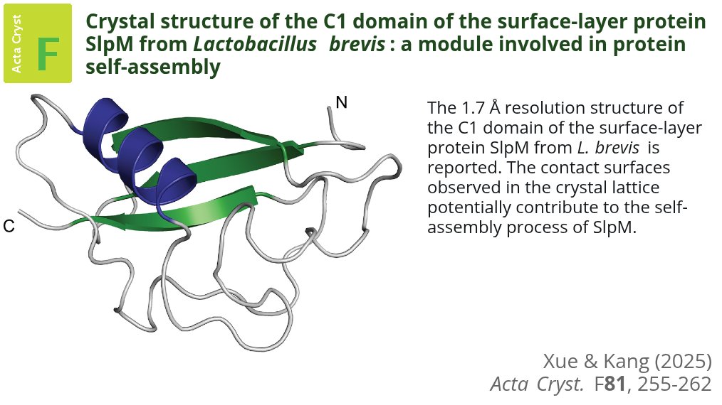 The structure of the C1 domain of the surface-layer protein SlpM from L. brevis provides new insights into the architecture and evolutionary adaptability of SLPs in Lactobacillus species <a href="/IUCr/">IUCr</a> #XRayCrystallography #SurfaceLayerProtein #SlpM doi.org/10.1107/S20532…