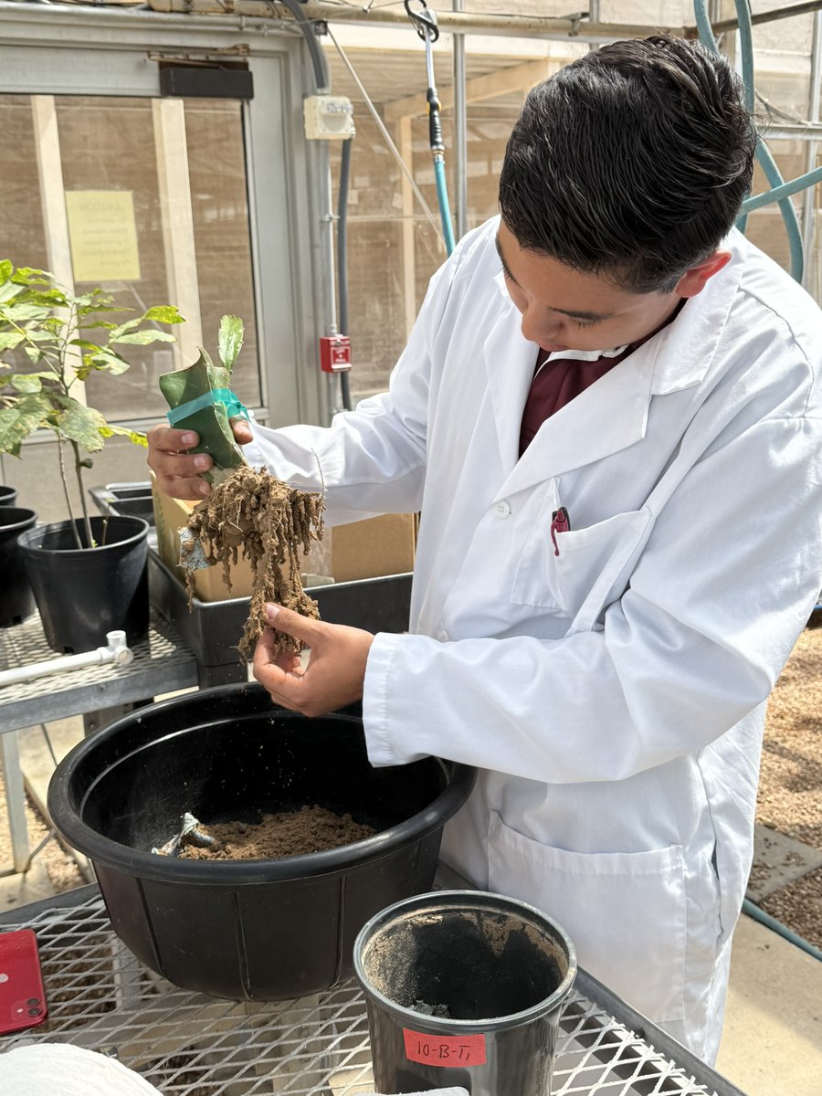 TAMUHortPhysLab's tweet image. Three cheers for RayRay! Rising junior @tamuhort, leading a 6-month dragon fruit🌵 study on how 5 soil substrates affect water retention, root traits & plant physiology. He’s presenting his first findings at @ASHS_Hort conference in New Orleans this August! #AggieResearch