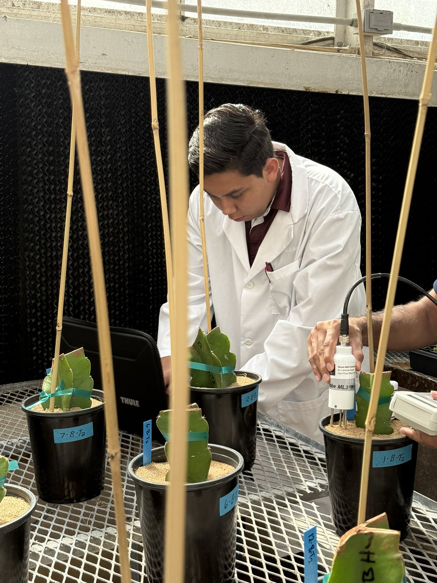 TAMUHortPhysLab's tweet image. Three cheers for RayRay! Rising junior @tamuhort, leading a 6-month dragon fruit🌵 study on how 5 soil substrates affect water retention, root traits & plant physiology. He’s presenting his first findings at @ASHS_Hort conference in New Orleans this August! #AggieResearch