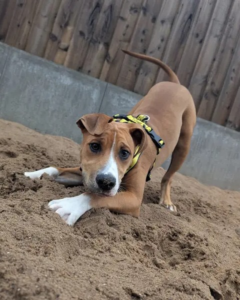 They grow up so quickly 👉
Help sweet puppy Charlie find his forever home by engaging with this post to hopefully reach a potential owner! He is at <a href="/DT_Cardiff/">Dog Trust Cardiff</a> 💛