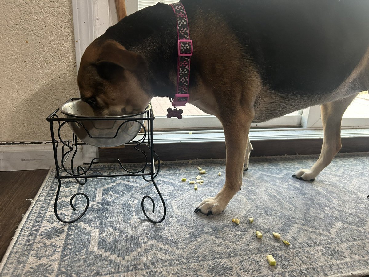 PJJ2013's tweet image. The other night we thought we’d give Poppy a special dinner with apple slices. Apparently she doesn’t like apple. 🤣 Such skill to eat around and remove the food she doesn’t like.