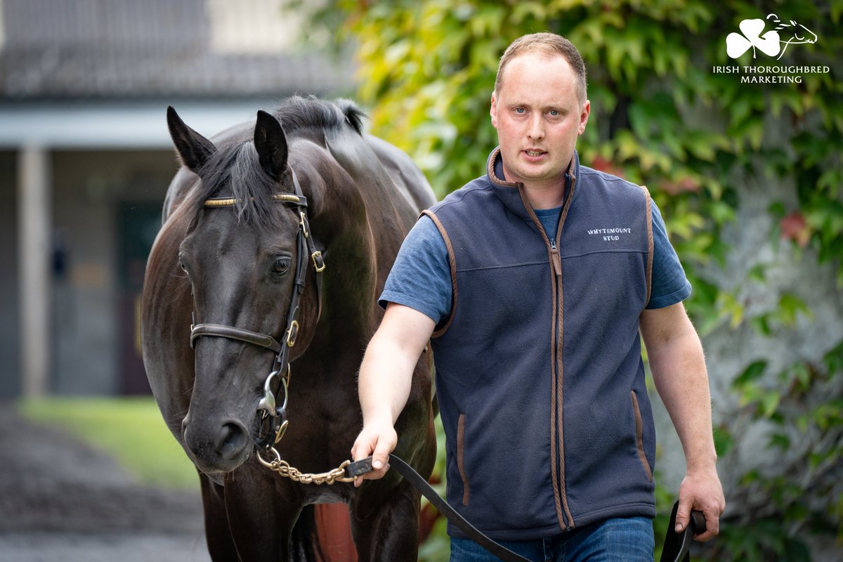 ITM (@irethoroughbred) on Twitter photo Class & quality. 🤩
Lot 1⃣4⃣ from <a href="/Whytemount_Stud/">Whytemount Stud</a> at <a href="/Tattersalls_ie/">Tattersalls Ireland</a> Derby Sale is an Affinisea (IRE) half-brother to <a href="/WillieMullinsNH/">Willie Mullins</a> G1 Brown Advisory Novices' Chase winner LECKY WATSON (IRE). From the family of ANNIE POWER (IRE).
🗓️ 25-27 June
📖 Part One: Class & quality. 🤩
Lot 1⃣4⃣ from <a href="/Whytemount_Stud/">Whytemount Stud</a> at <a href="/Tattersalls_ie/">Tattersalls Ireland</a> Derby Sale is an Affinisea (IRE) half-brother to <a href="/WillieMullinsNH/">Willie Mullins</a> G1 Brown Advisory Novices' Chase winner LECKY WATSON (IRE). From the family of ANNIE POWER (IRE).
🗓️ 25-27 June
📖 Part One: