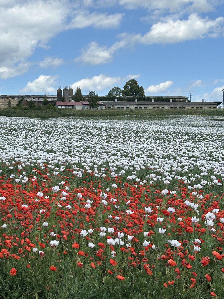peteraposjme's tweet image. Barvy léta. Jaká asi bude letos cena máku? 50 nebo 70 Kč? 🤔