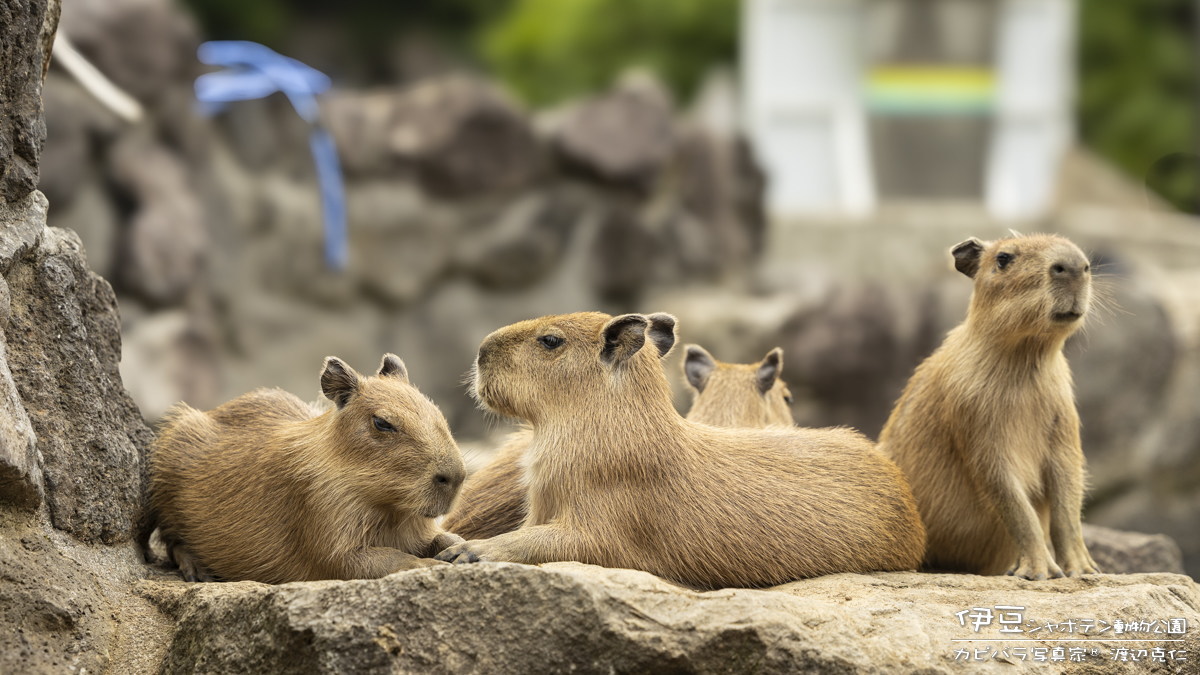 可愛い盛り、生後約50日。 #カピバラ #水豚 #capybara #伊豆シャボテン
