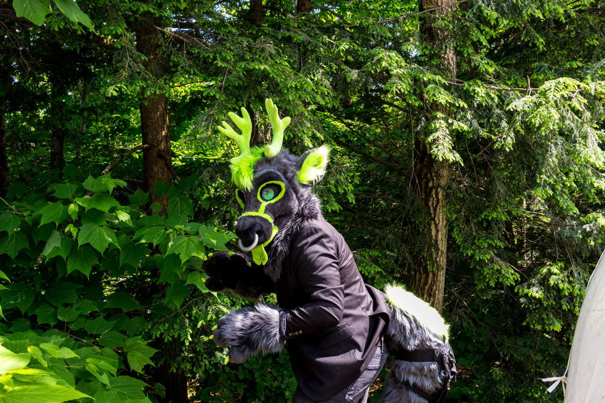 wolvessoulz's tweet image. Chirp !!!