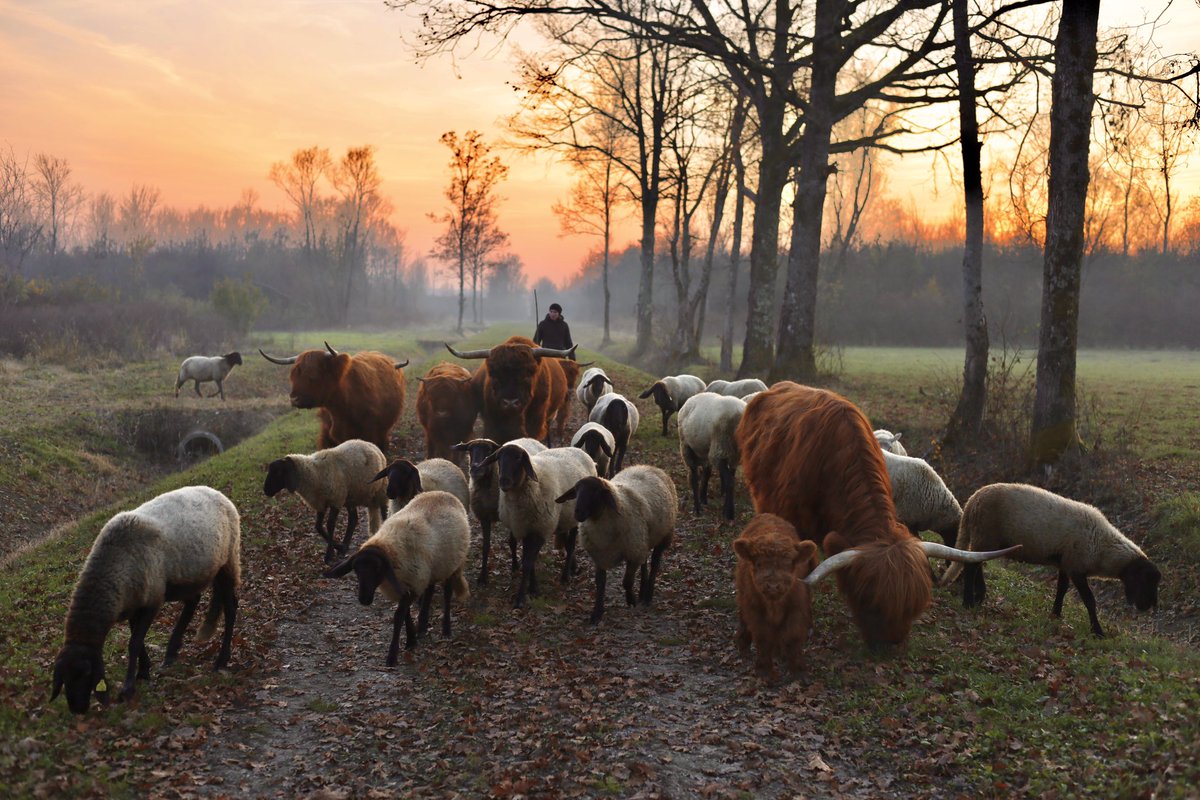 King of the Marsh tweet media