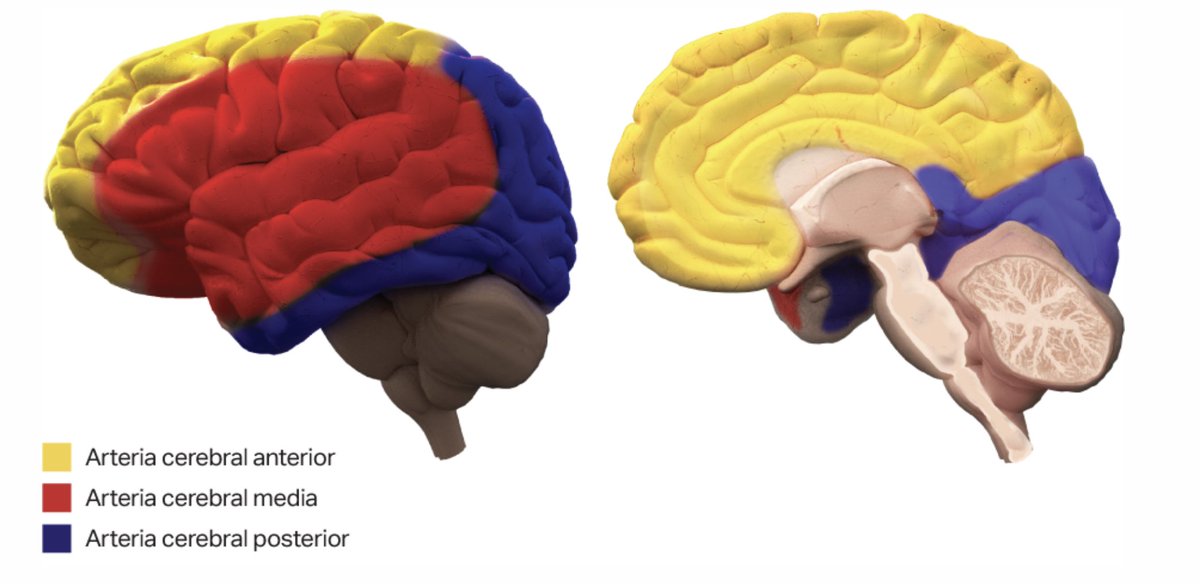 FcoAyusoMC's tweet image. #EVC isquémico. 
Arteria y territorio cerebral de irrigación. 
#strokerecovery