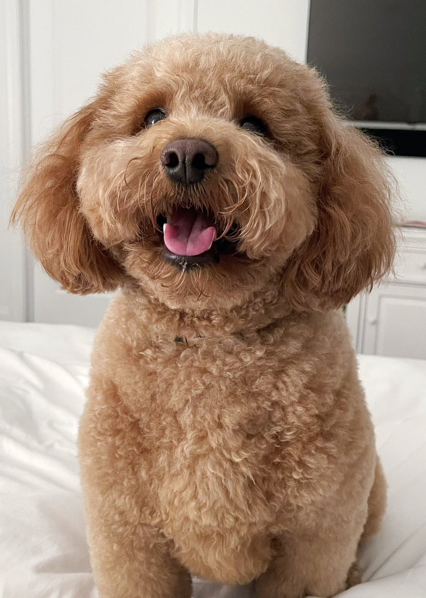 23LbsofHappy's tweet photo. Dis iz best I can mustards this day #Tongueouttuesday #Hotenough #DogLovers #dogsontwitter https://t.co/jSPWC4cAUG