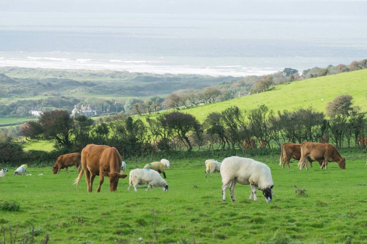 GADx &amp; partners have created a rapid pen-side liver fluke test, accurate results in 10 mins to help farmers &amp; vets target treatments earlier &amp; reduce overtreatment 🐄

More ➡️ zurl.co/ruE4u 

#AgriTech #AnimalHealth #Diagnostics