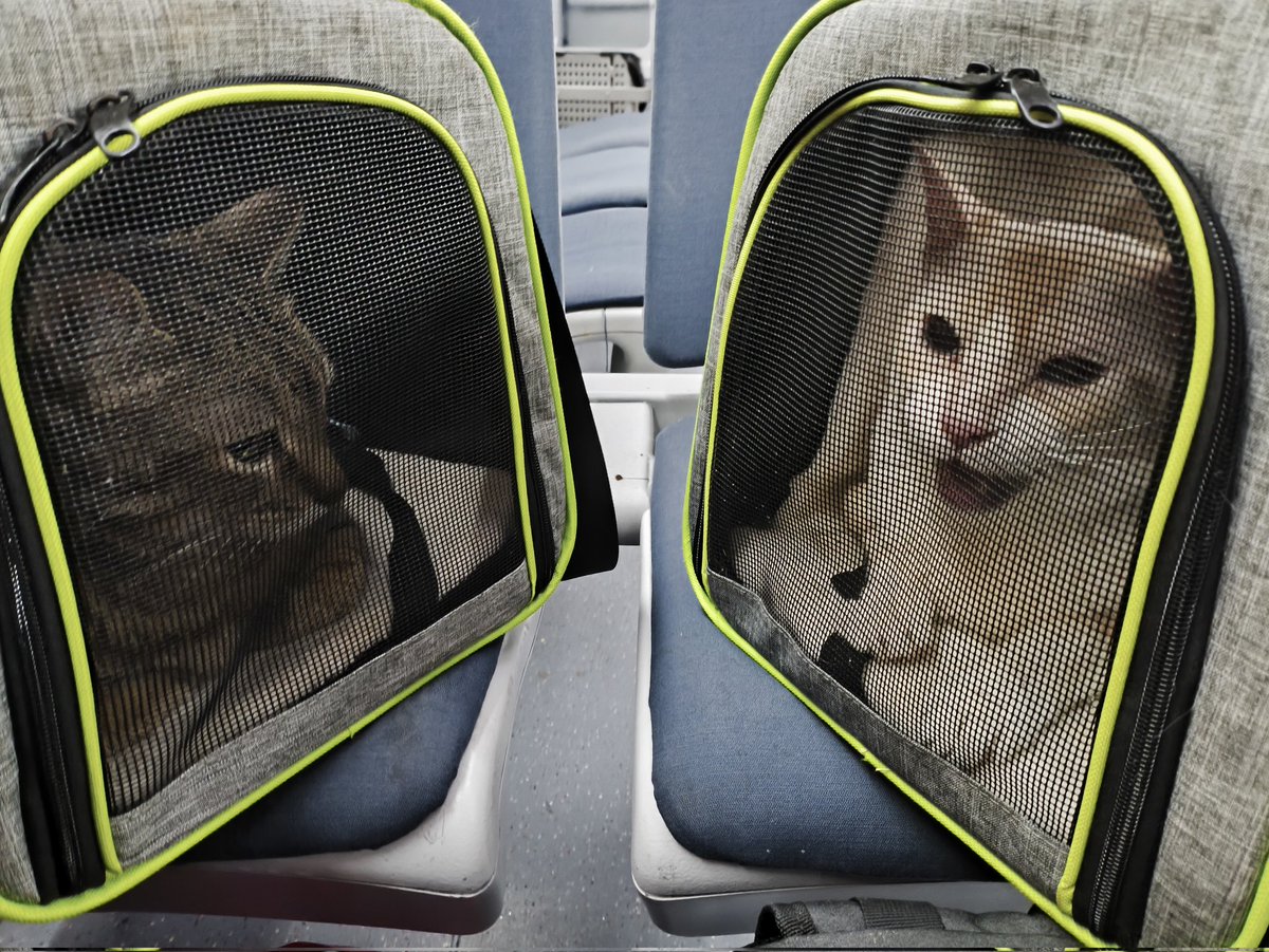 Adiós Madrid 👋
Ens tornem a veure Barcelona 🤝

Hyrule lleva bien el viaje pero Koshka está hasta los huevos que hace tiempo que no tiene 😹😾