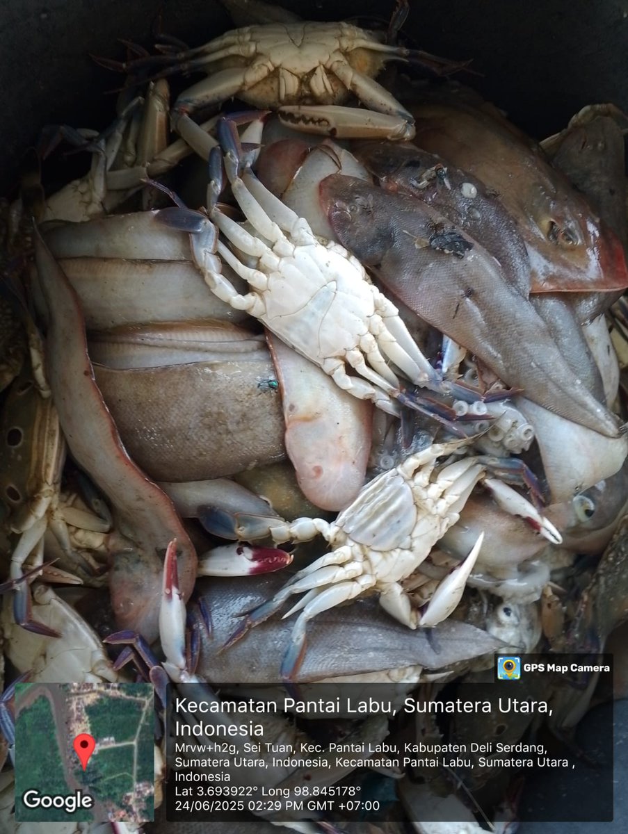 ELuhkan's tweet photo. Selasa(24/06/2025), EkoSantoso-LuhkanDeliSerdang, KUB Nelayan Mandiri, TPI BaganSerdang#produksi tangkap ;  Kembung 4kg, Ud Swallow 4kg, Ud Putih 3kg, Rajungan 1kg, Lidah 3kg ; harga lelang,
#GiatLuhkanSatmingkalMedan#LuhLapor
#KabDeliSerdang
@bppsdm_bp3Medan
@pusluhkp
@bppsdm_kp https://t.co/8KW6N4PARd