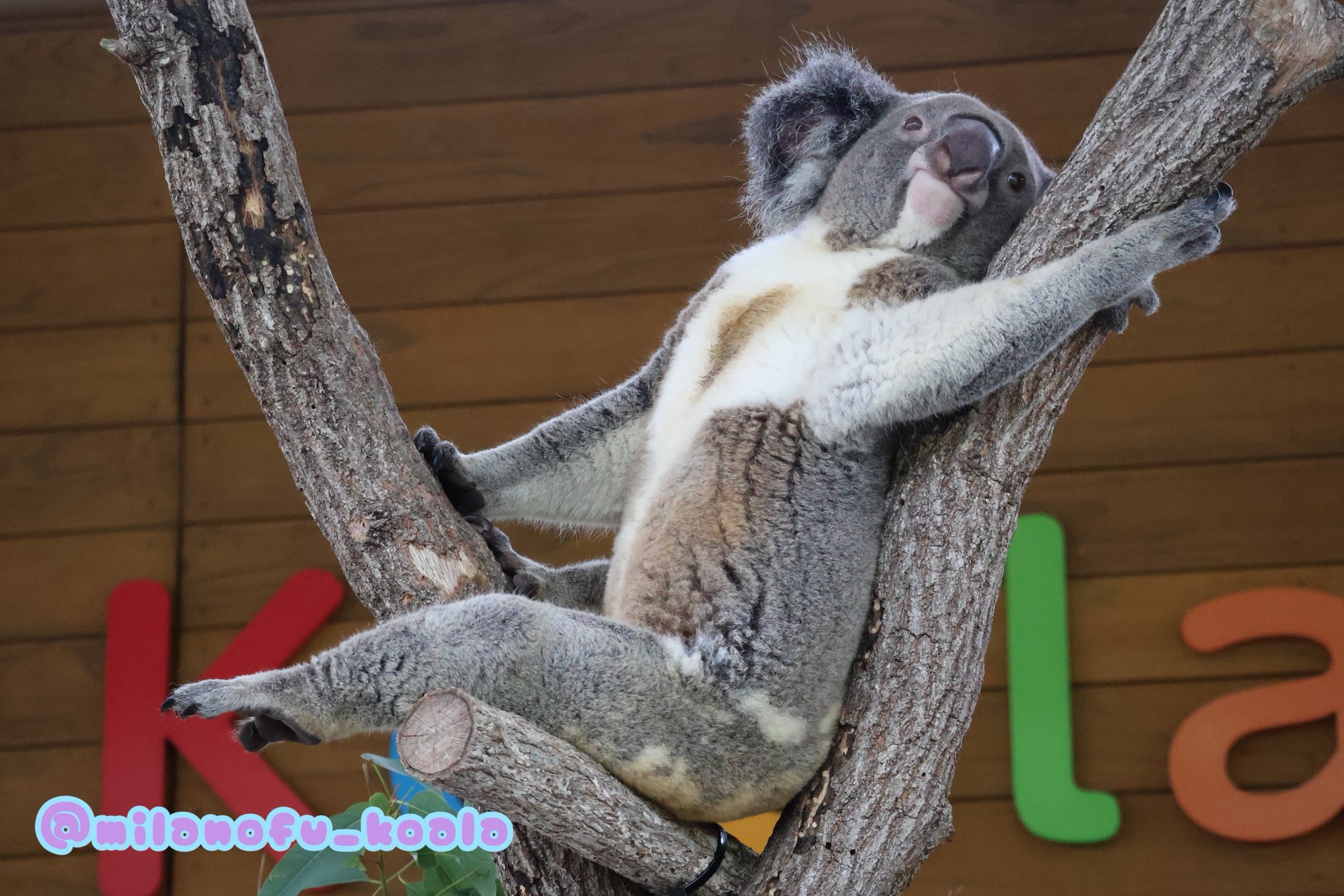 鹿児島市平川動物公園 on X: 