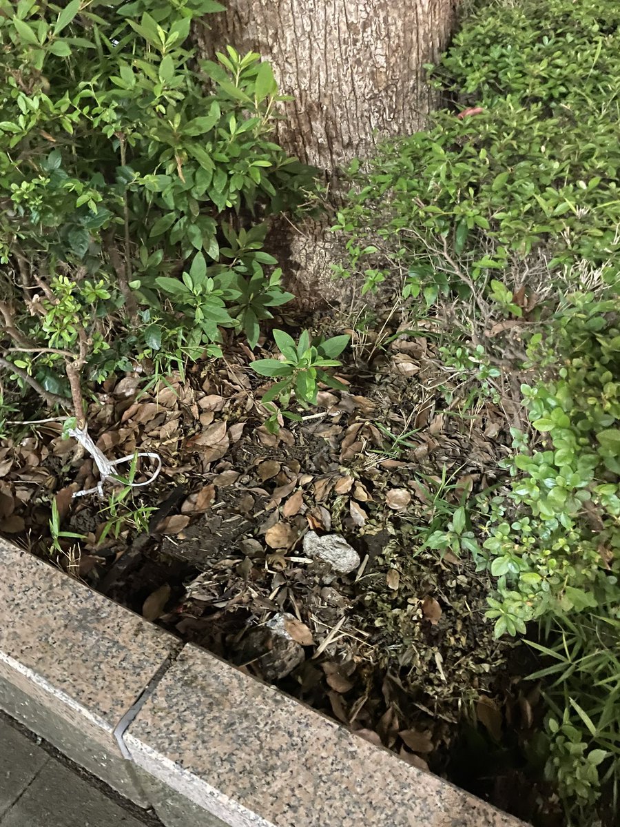 Shinura_bot's tweet photo. 本日確認したらお地蔵さんは跡形なく撤去されていました。
撤去した方に災難が降りかかりませんように…

#新浦安地蔵 https://t.co/i1XQL2ahg5