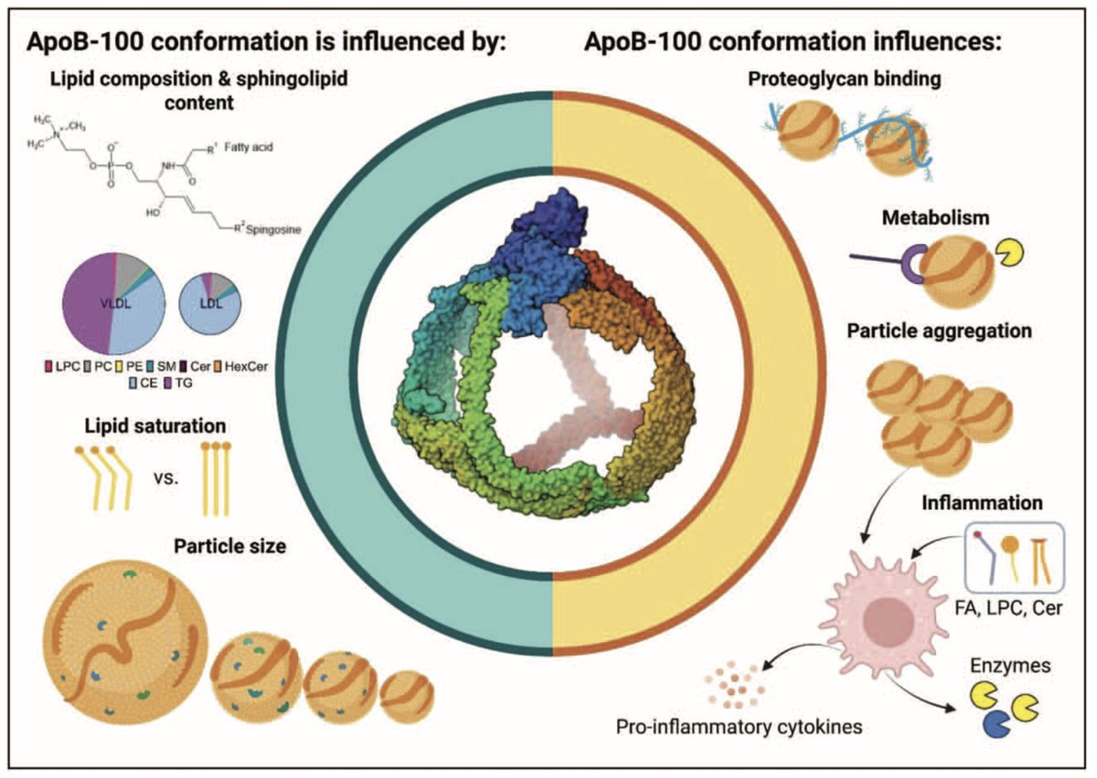 drpablocorral's tweet image. 🧬 ApoB Conformation and LDL Atherogenicity
👉This paper delves into how specific conformational changes in apolipoprotein B-100 impact LDL particle behavior — particularly its binding affinity to arterial wall proteoglycans. These structural transitions increase LDL retention…