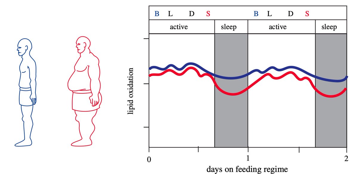 Eating in sync with your circadian rhythm helps your body burn more fat.

In a controlled study, eating late at night reduced fat oxidation compared to eating earlier in the day.

This was despite identical calories.