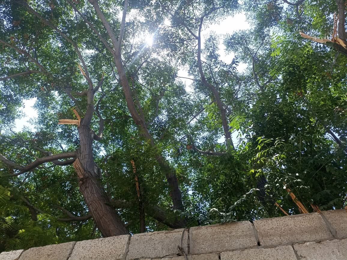 أنا رجعت من برا أقسم بالله بدي أعيط من الحر🥹
بس كانت هالشجرة أحن إشي صادفته❤️شجرة الظل