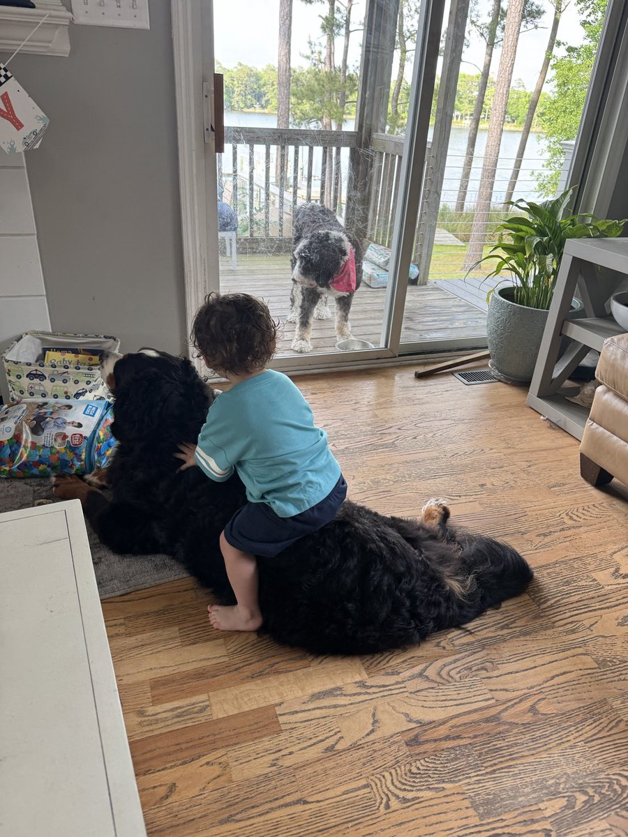 Little Vinny popping a squat with the Old G, Scarlet!  She sure loves the little ones.  #bernesemountaindogs #berners