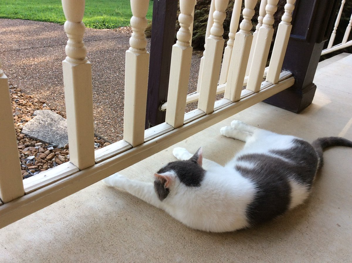 Mello Fellow (@mellow_fello) on Twitter photo ❤️Heat is ON Midwest report: OMCat!! A full time job keeping the 4 birdbaths full so everybody has a drink. Sun, 90’s and Humidity to top it off. Busy …Stay Cool! <a href="/JoyOfCats/">The Joy Of Cats 🫶🇨🇦</a> <a href="/cat01cat01cat01/">Angel Kohori</a> <a href="/LordGraydon/">Ms. Savoy & Mr. Sanderson @LordGraydon</a> <a href="/chigal111/">Elsie the Cat</a> <a href="/SkittlesFriends/">Skittles & Friends Purrs4Peace, ☮️🇨🇦🇺🇦</a> <a href="/Spicyandfriends/">Spicy the Cat</a> ❤️Heat is ON Midwest report: OMCat!! A full time job keeping the 4 birdbaths full so everybody has a drink. Sun, 90’s and Humidity to top it off. Busy …Stay Cool! <a href="/JoyOfCats/">The Joy Of Cats 🫶🇨🇦</a> <a href="/cat01cat01cat01/">Angel Kohori</a> <a href="/LordGraydon/">Ms. Savoy & Mr. Sanderson @LordGraydon</a> <a href="/chigal111/">Elsie the Cat</a> <a href="/SkittlesFriends/">Skittles & Friends Purrs4Peace, ☮️🇨🇦🇺🇦</a> <a href="/Spicyandfriends/">Spicy the Cat</a>