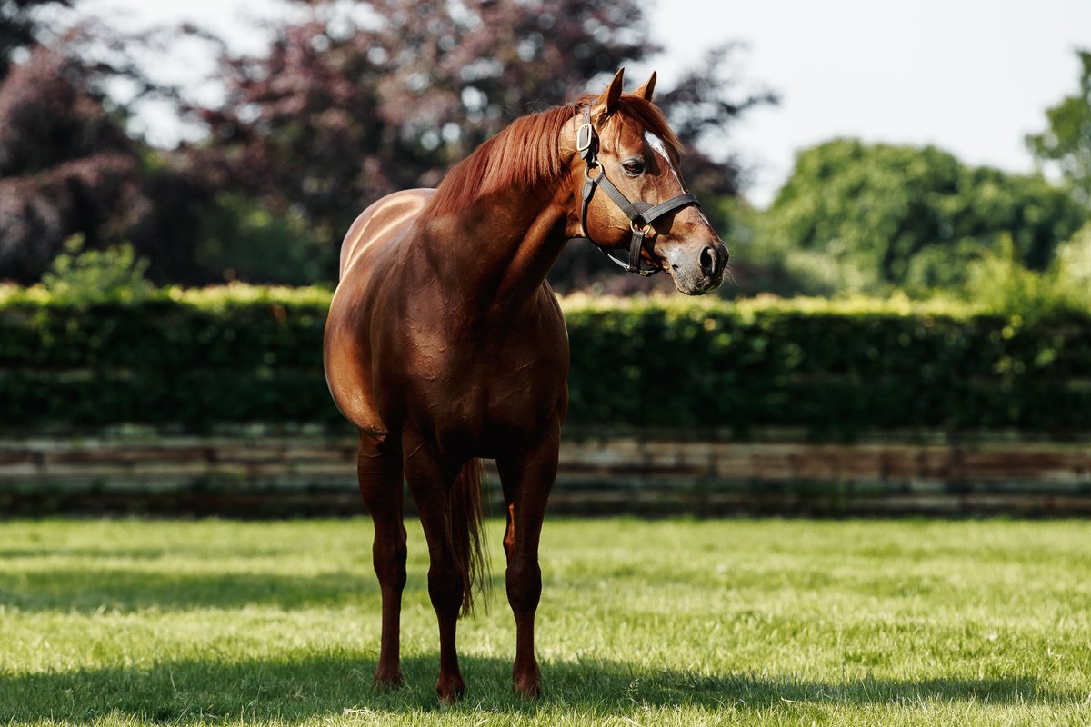 AUSTRALIA Appreciation Post 🫶

By a Derby winner in Galileo, a dual Derby winner himself, and sire of 2025 Derby winner Lambourn, AUSTRALIA has also sired a Stakes winner in each of the last five years of Royal Ascot! 🎩

Cercene - Gr.1 Coronation Stakes (2025) 👑

Port Fairy -