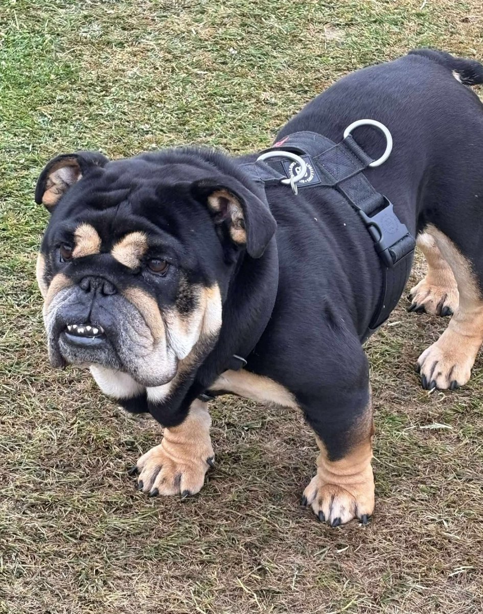 The Edward Foundation (@edwardsfriend) on Twitter photo Welcome EF George, 3 year intact male sad hand in as he fell out with other resident dog. He is currently being assessed in foster. #rescue #AdoptDontShop #englishbulldogs #foreverhome <a href="/EdwardsFriend/">The Edward Foundation</a> Welcome EF George, 3 year intact male sad hand in as he fell out with other resident dog. He is currently being assessed in foster. #rescue #AdoptDontShop #englishbulldogs #foreverhome <a href="/EdwardsFriend/">The Edward Foundation</a>