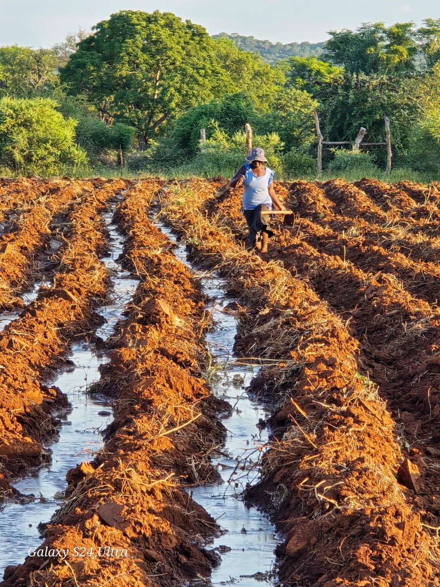 🚜 Precision in Progress! 🌱
We’re out on the field preparing 25 hectares of land — and just look at those ridges! 😍 Perfectly crafted for siphon irrigation, setting the stage for a productive season ahead. Hard work meets beauty in every furrow! #LandPreparation #SmartFarming